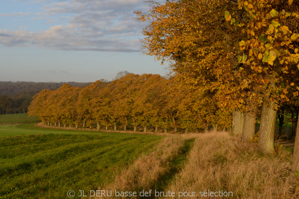 paysage automne